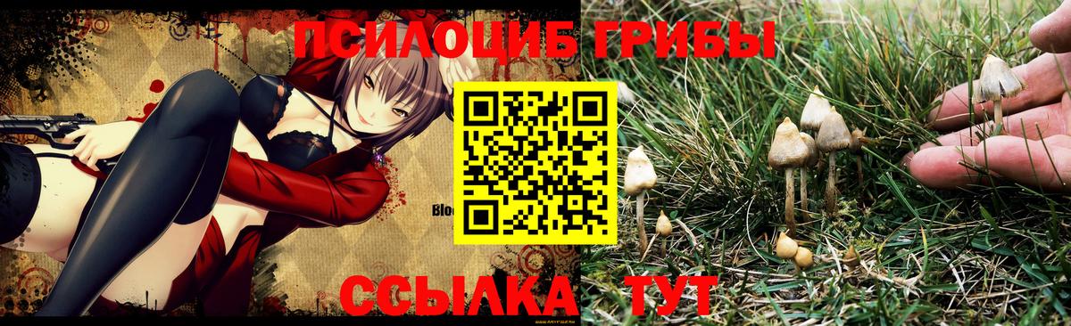 Галлюциногенные грибы GOLDEN TEACHER Гурьевск